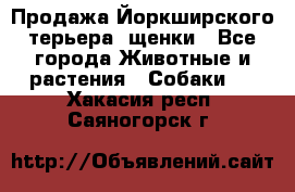 Продажа Йоркширского терьера, щенки - Все города Животные и растения » Собаки   . Хакасия респ.,Саяногорск г.